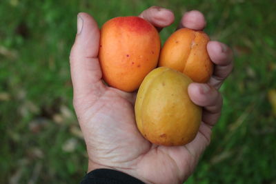 Close up of ripe apricot juicy vegan fruits held in female hand home grown summer in organic garden 
