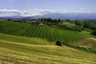Scenic view of agricultural field against sky