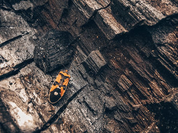 High angle view of insect on wood