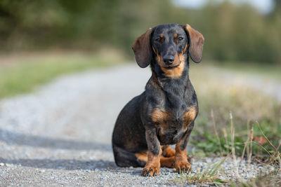 Portrait of dachshund on dirt road