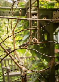 Bird perching on branch