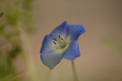 flowering plant