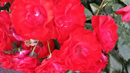 Close-up of red rose