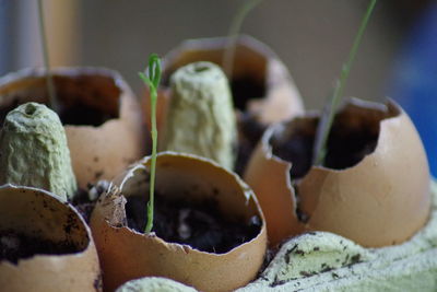 Close-up of shells in container