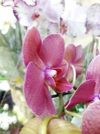 Close-up of pink flowers blooming outdoors