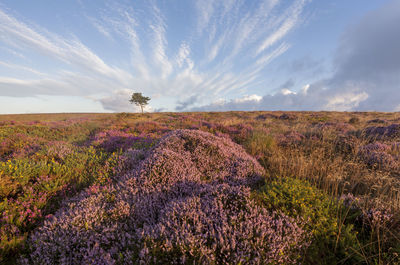 Scenic view of lavender field against sky