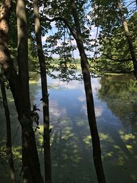 Scenic view of lake by trees