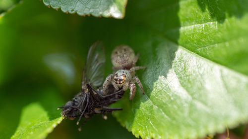 Close-up of spider on leaves
