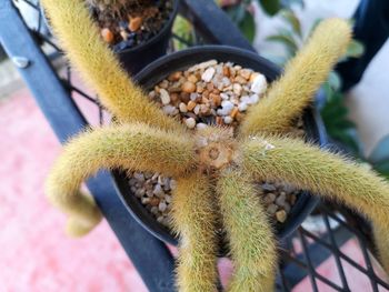 Close-up of succulent plant