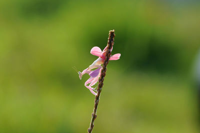 Close-up of butterfly on pink flower