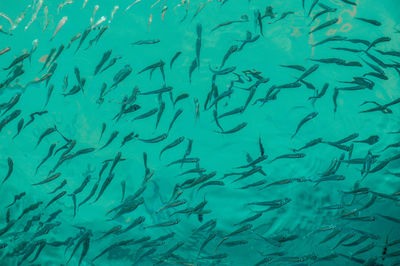 Full frame shot of fish swimming in sea