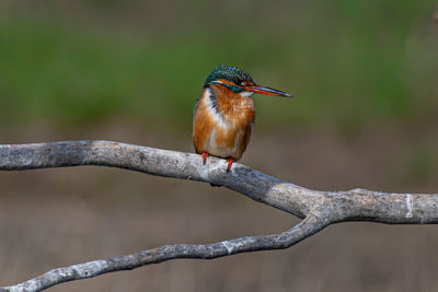 Close-up of bird perching on branch