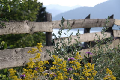 Yellow flowers growing against wooden fence