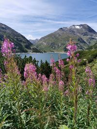 Purple flowering plants by mountains against sky
