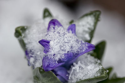 Close-up of water drops on purple flower