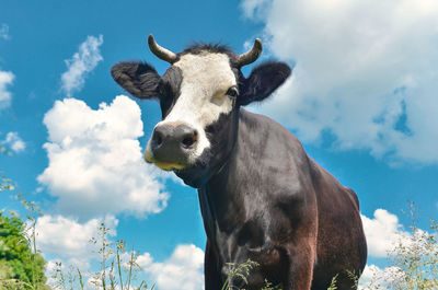 Cow close-up portrait looking into frame on background of blue sky with clouds on pasture