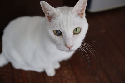 Close-up portrait of white cat