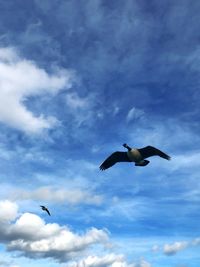 Low angle view of seagulls flying