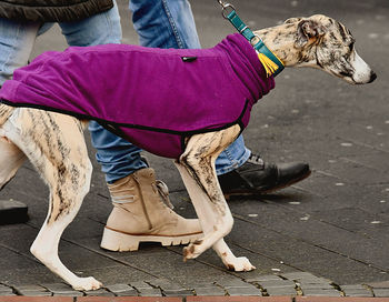 Low section of man with dogs on street