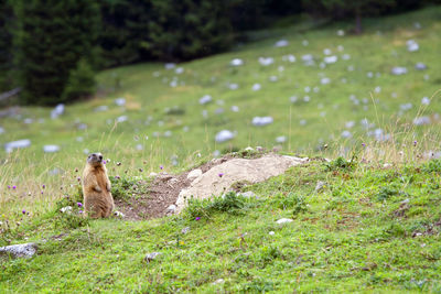 Alert marmot standing on green hill