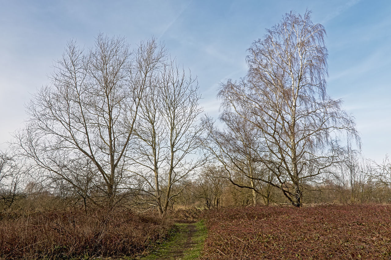 BARE TREES ON FIELD AGAINST SKY DURING AUTUMN