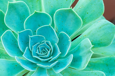 Close-up of succulent plant