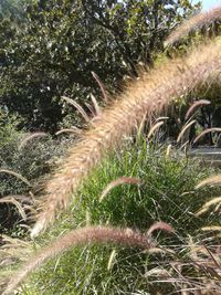 Close-up of crops growing on field