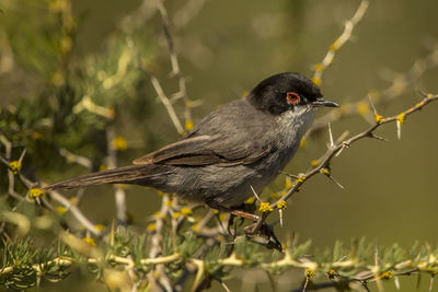 Close-up of bird perching on branch