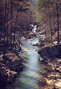 Stream flowing amidst trees in forest