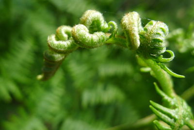 Close-up of fern