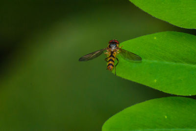 Close-up of insect on plant