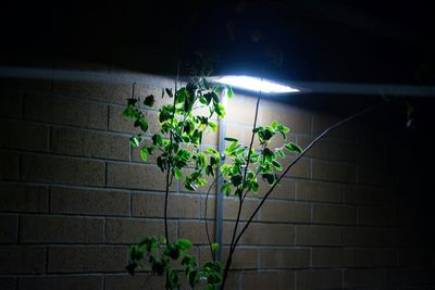 Potted plant on wall