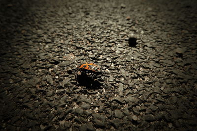 High angle view of insect on road