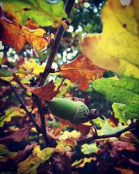 Close-up of leaves on tree