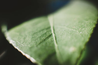 Macro shot of green leaves