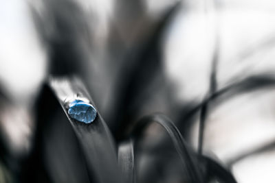 Close-up of turtle in water
