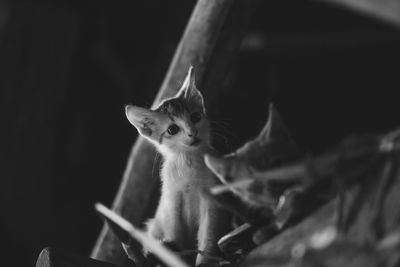 Close-up of cat looking away