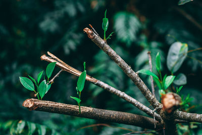 Close-up of plant growing on tree