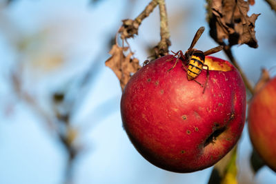 Close-up of apple on tree