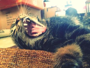 Close-up portrait of cat yawning