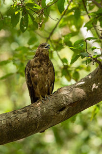 Low angle view of eagle perching on branch