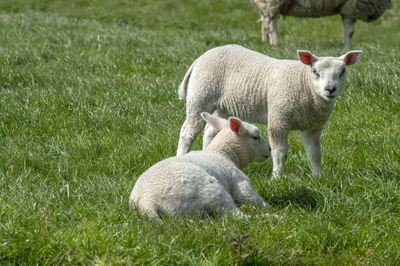 Sheep in a field