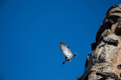 Low angle view of bird flying against blue sky