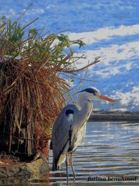 High angle view of gray heron perching on lake against sky