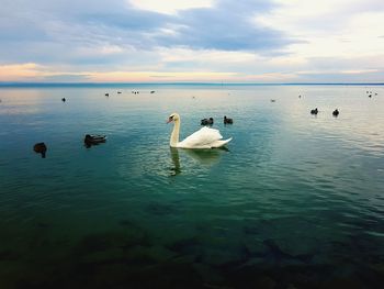 Swans swimming in lake against sky