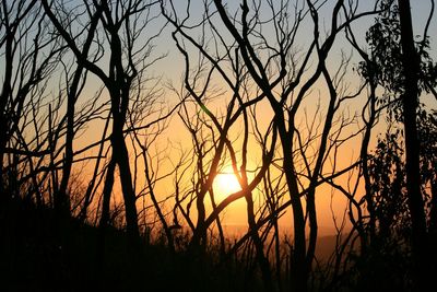 Silhouette of trees at sunset