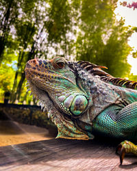 Close-up of an iguana