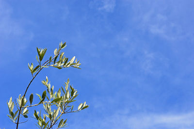 Low angle view of tree against blue sky