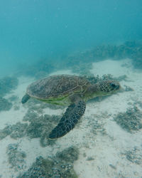 Turtle swimming in sea