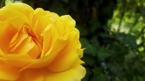 Close-up of yellow rose flower